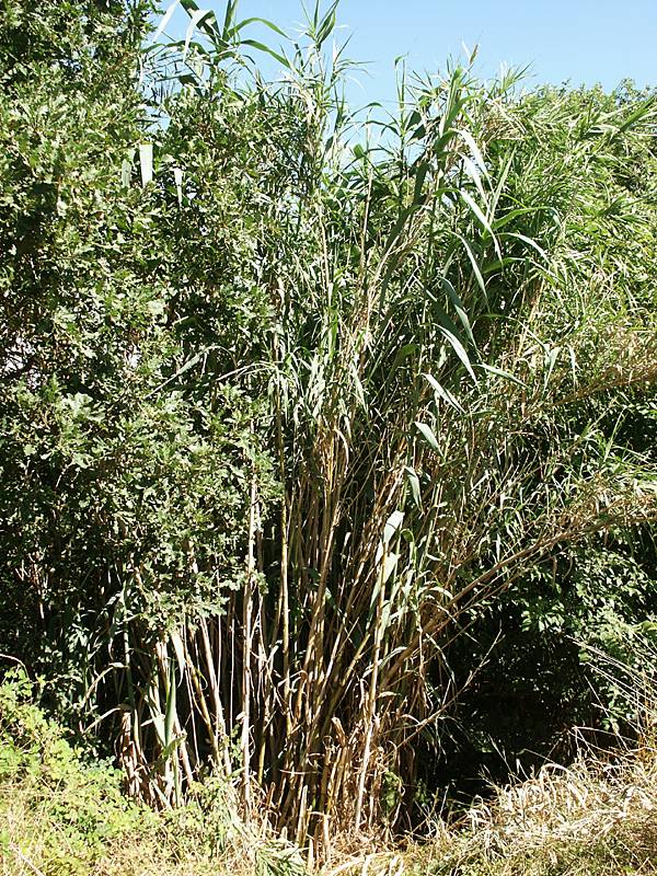 Arundo donax