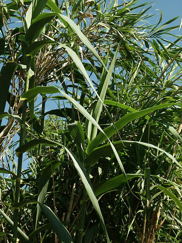 Arundo donax