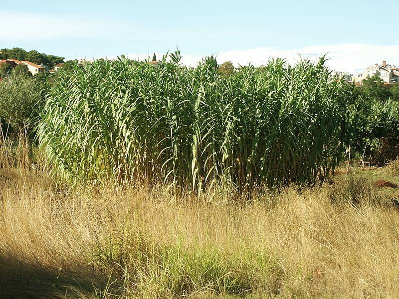 Arundo donax