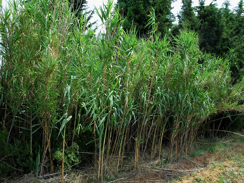 Arundo donax