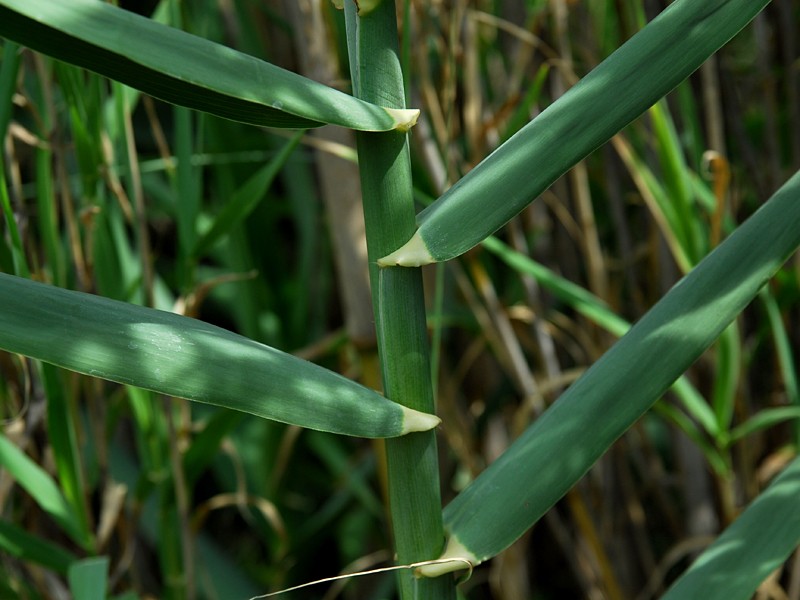 Arundo donax