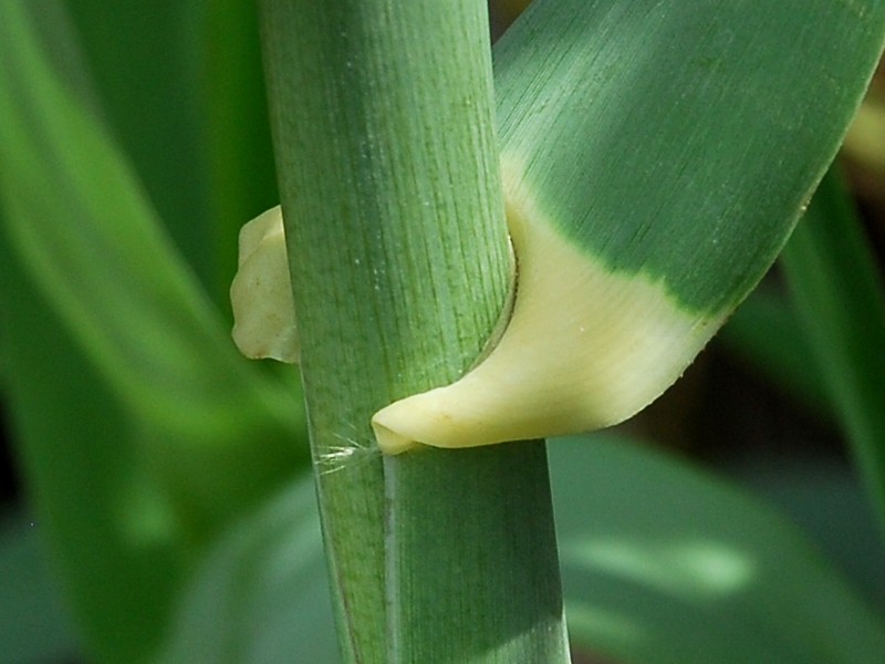 Arundo donax