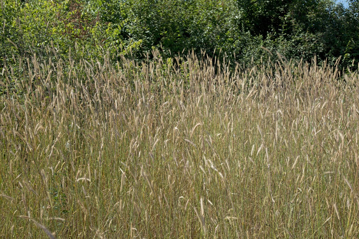 Hordeum bulbosum