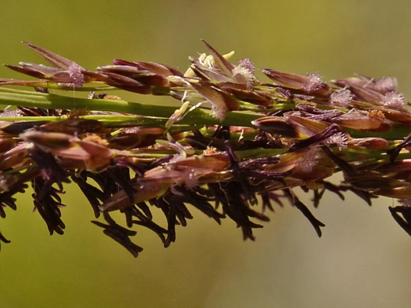 Molinia caerulea