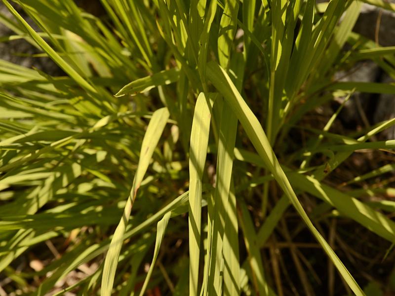 Molinia caerulea