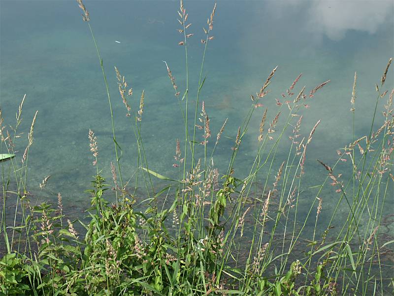 Phalaris arundinacea