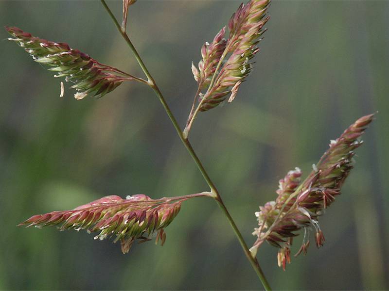 Phalaris arundinacea