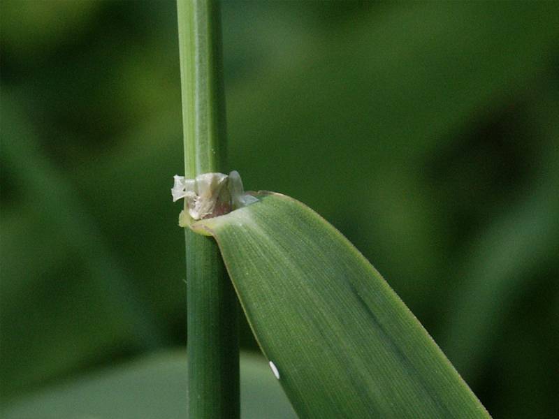 Phalaris arundinacea