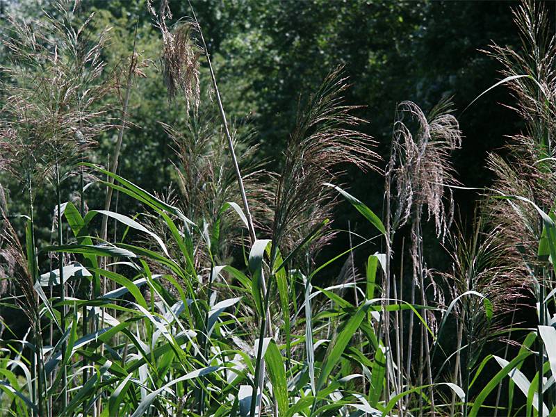 Phragmites australis