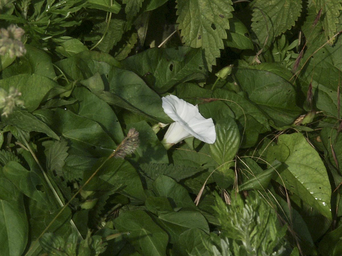 Calystegia sepium