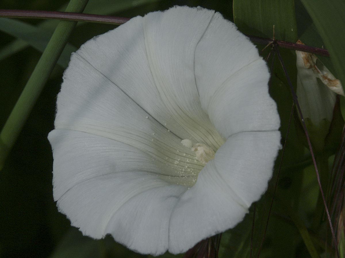 Calystegia sepium