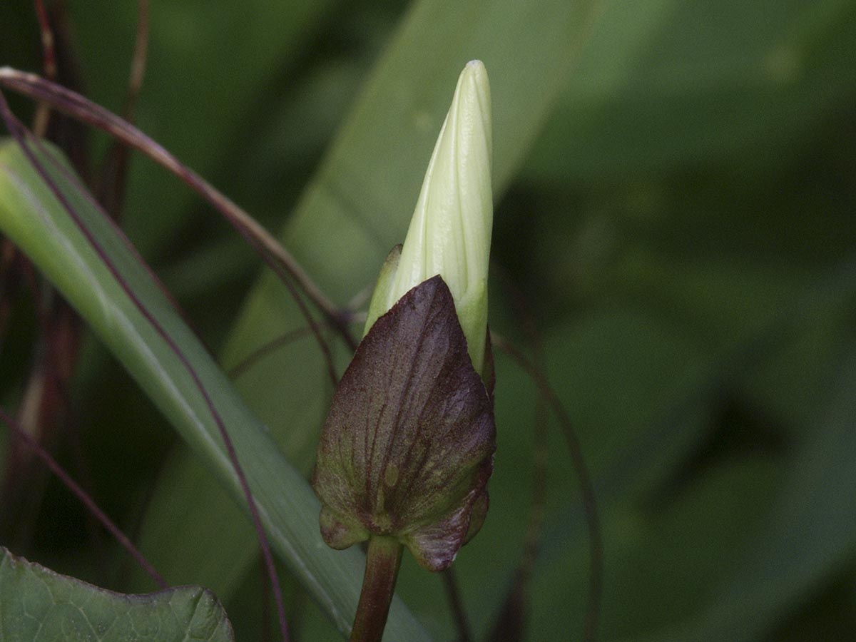 Calystegia sepium