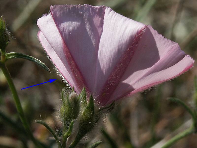 Convolvulus cantabrica