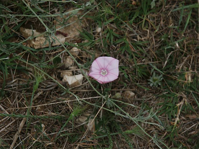 Convolvulus tenuissimus