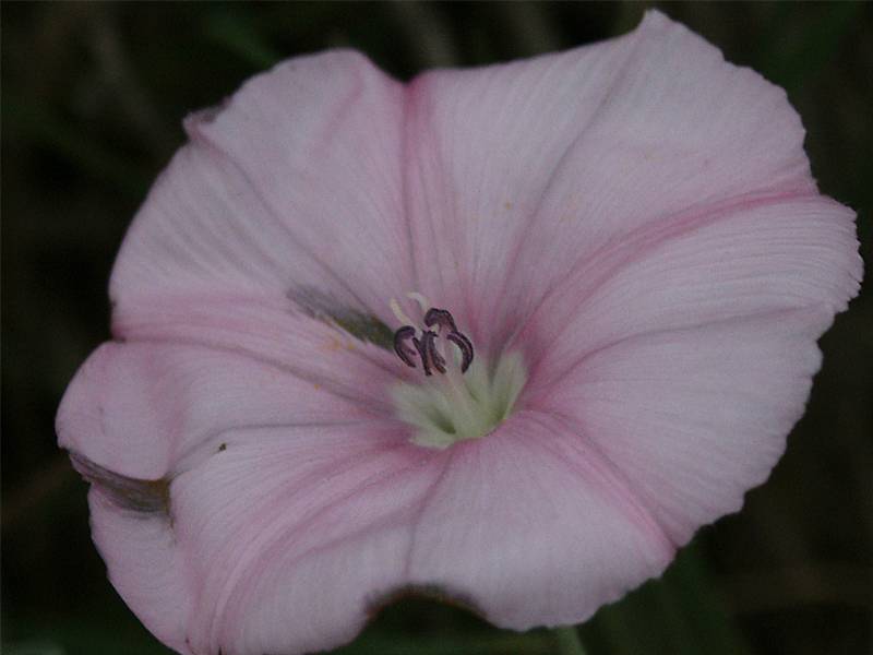 Convolvulus tenuissimus