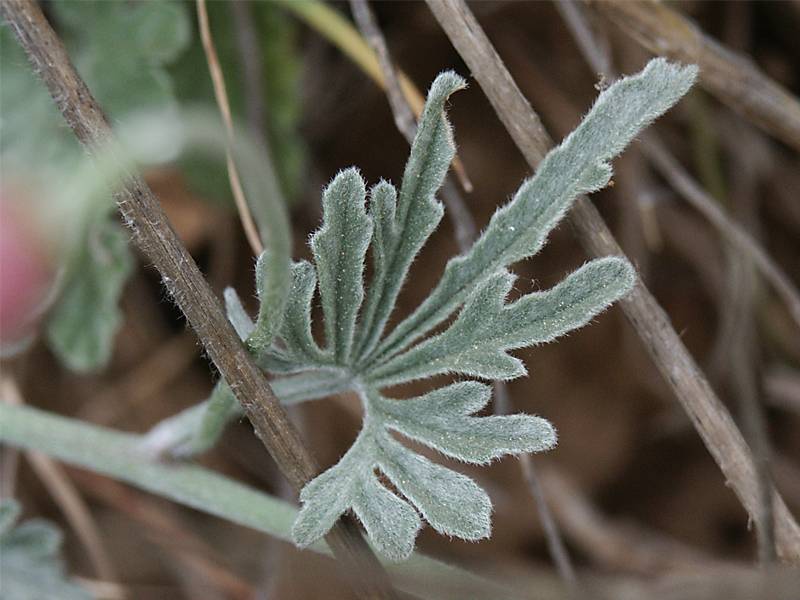 Convolvulus tenuissimus