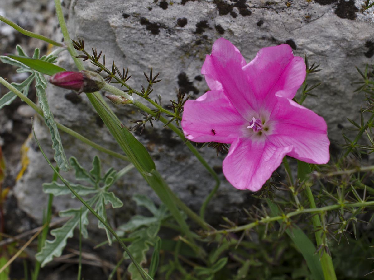 Convolvulus tenuissimus