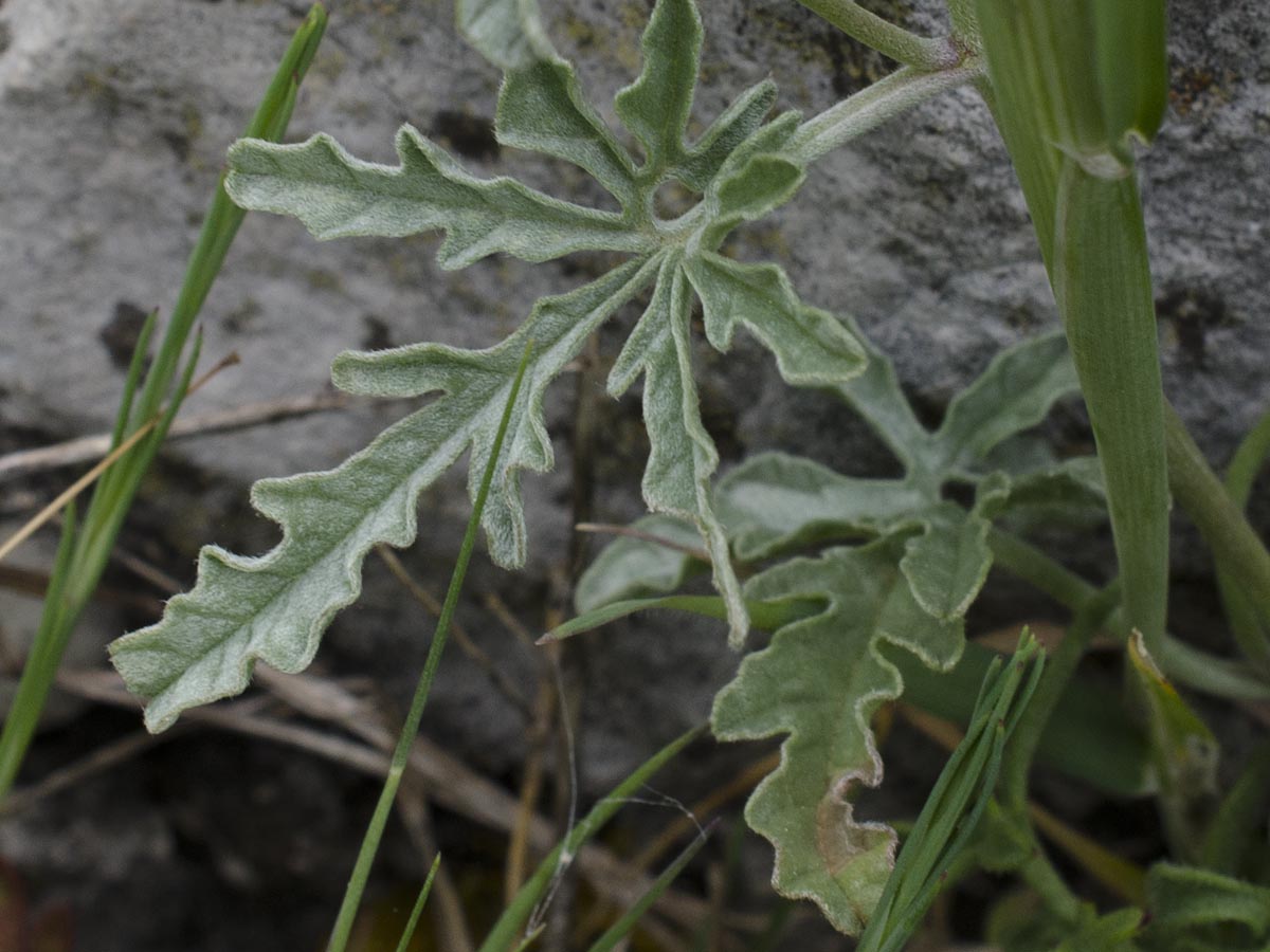 Convolvulus tenuissimus