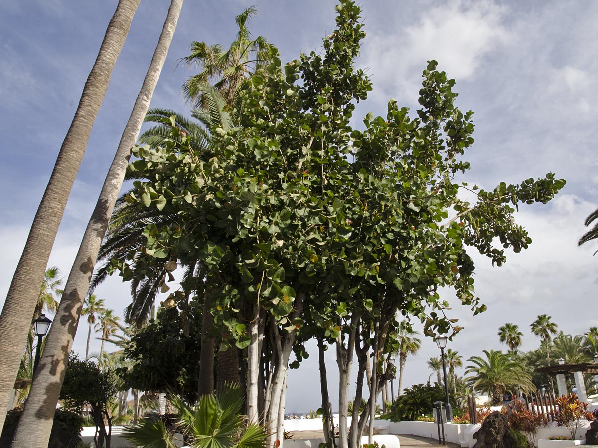 Coccoloba uvifera