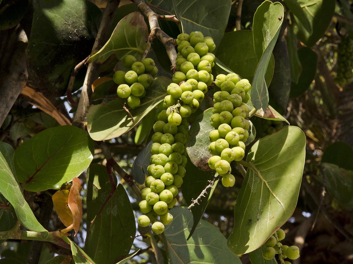 Coccoloba uvifera