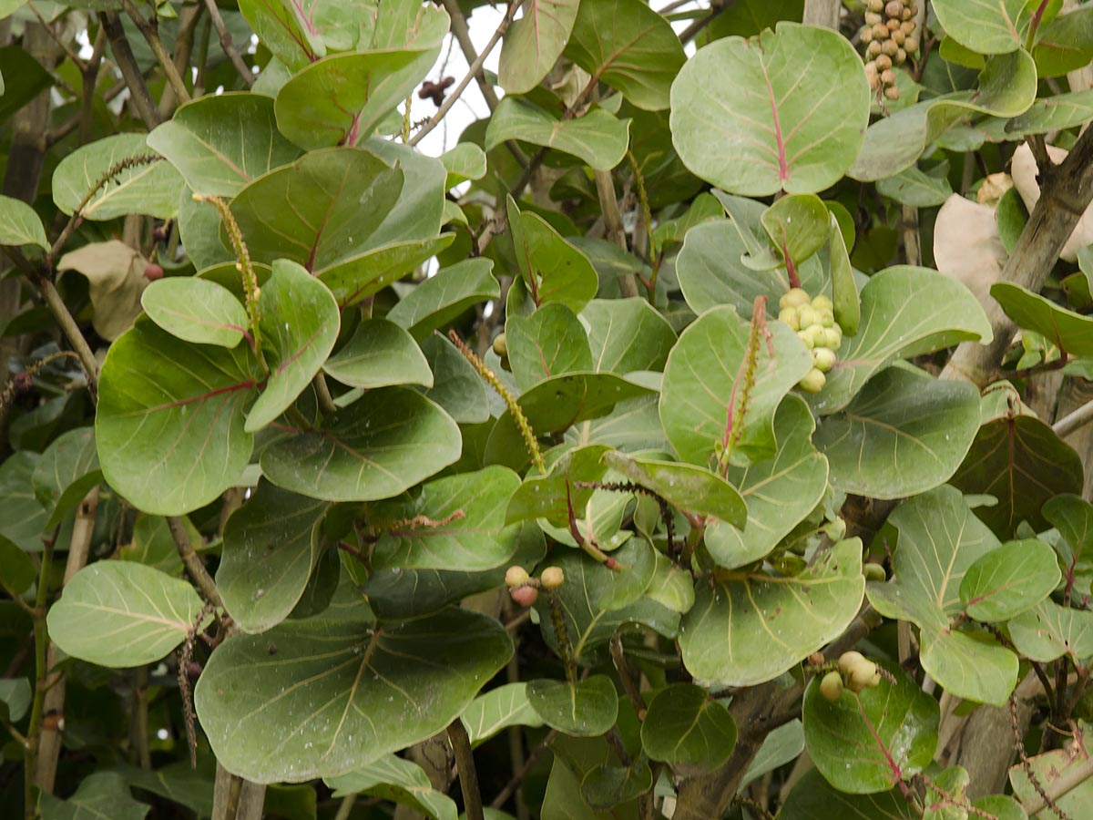 Coccoloba uvifera