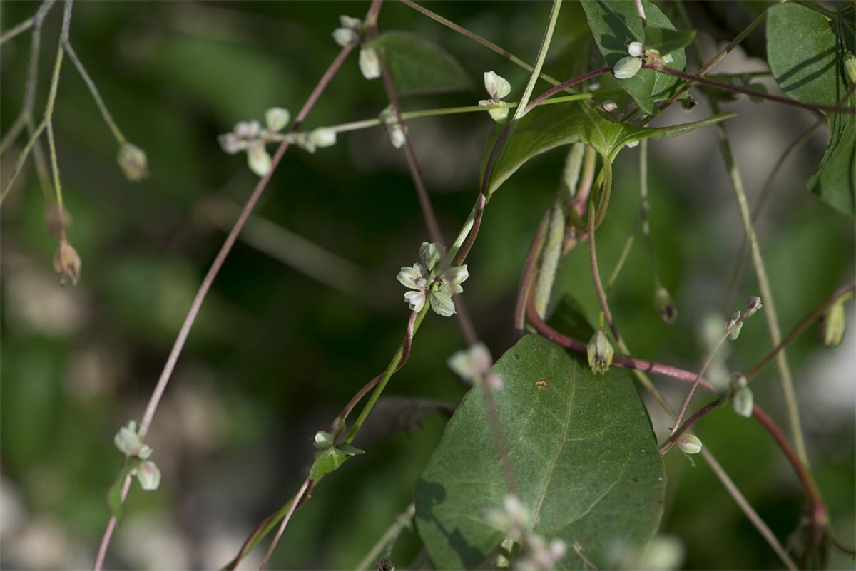 Fallopia convolvulus