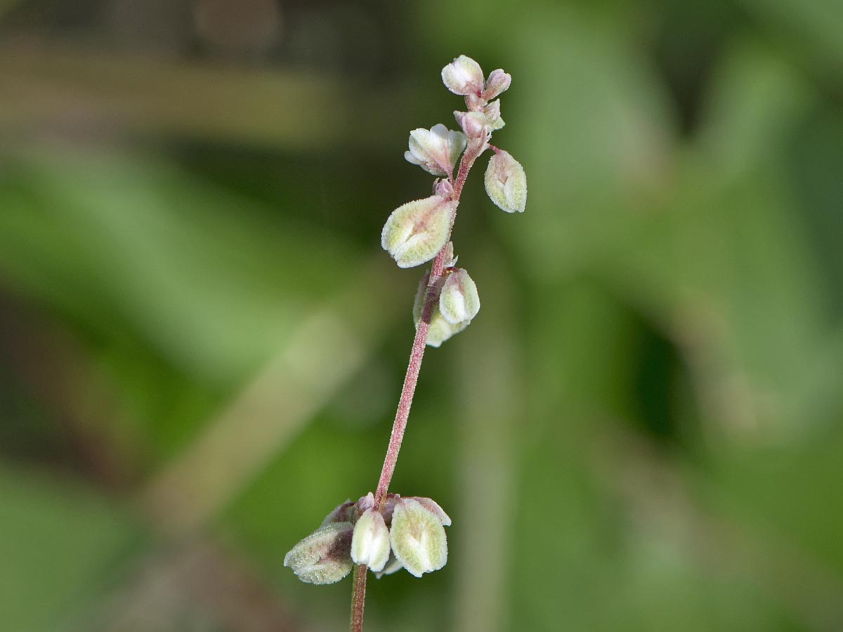 Fallopia convolvulus