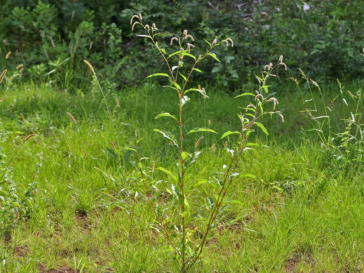 Persicaria lapathifolia