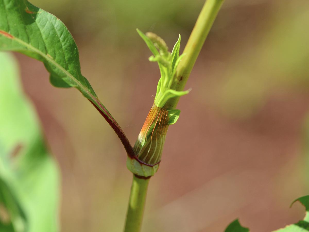 Persicaria lapathifolia