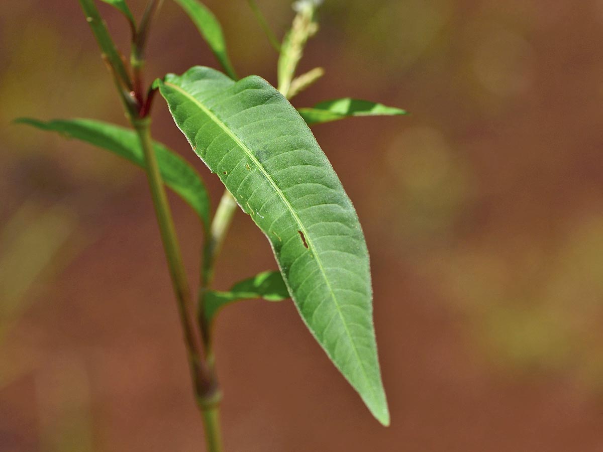 Persicaria lapathifolia