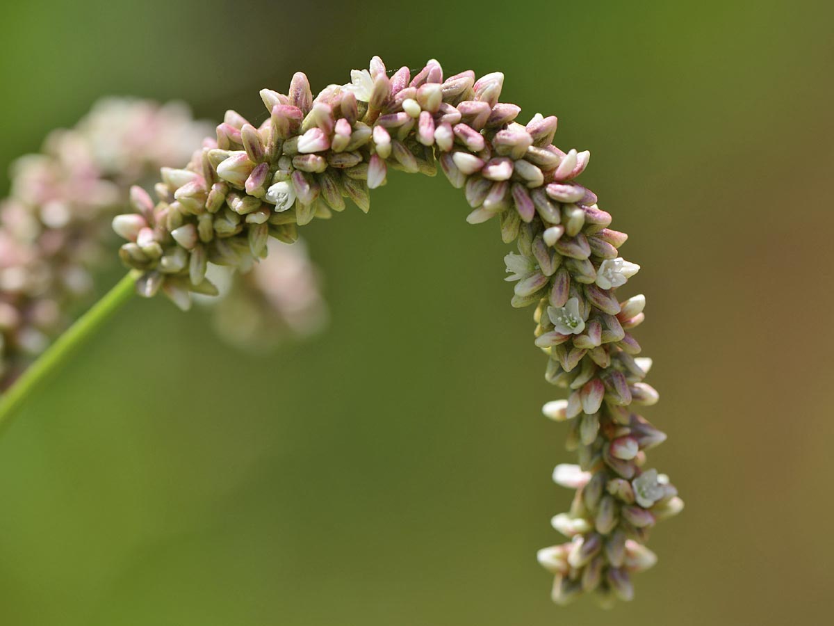 Persicaria lapathifolia