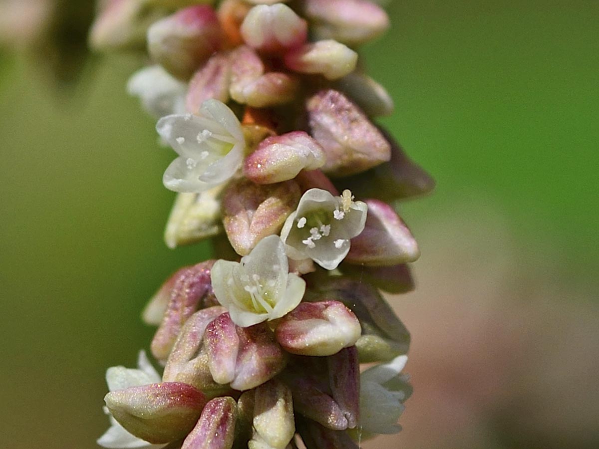 Persicaria lapathifolia