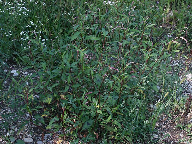 Persicaria maculosa