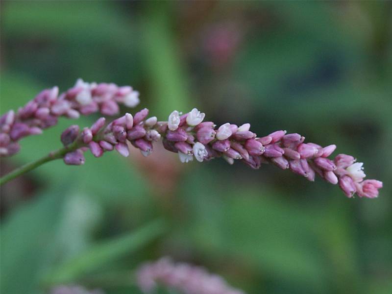 Persicaria maculosa