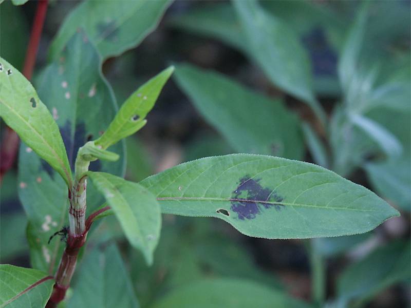 Persicaria maculosa