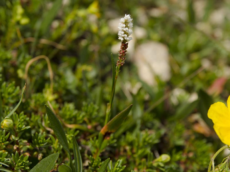 Persicaria vivipara