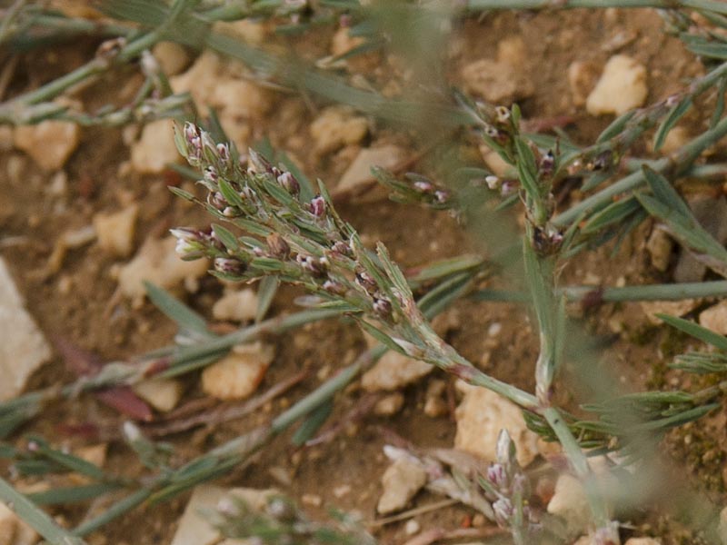 Polygonum aviculare