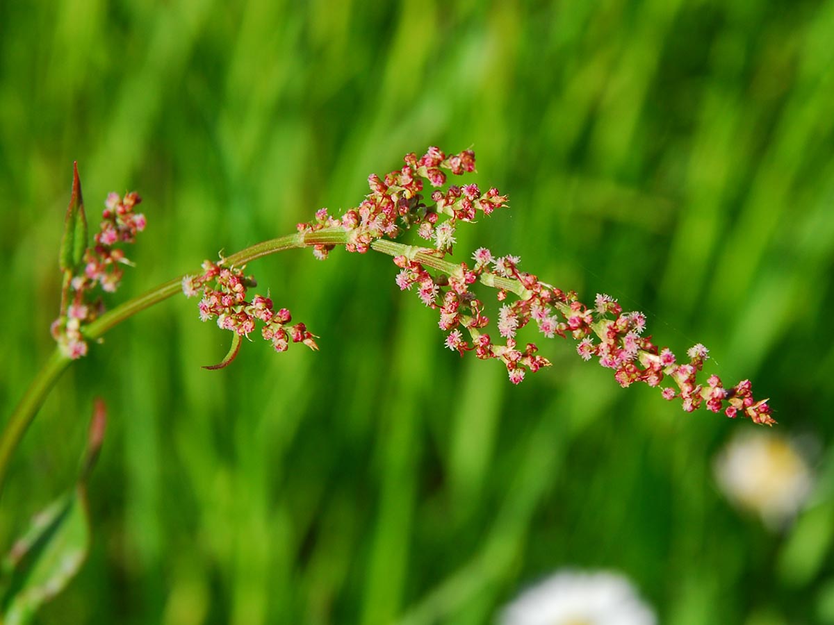 Rumex acetosa