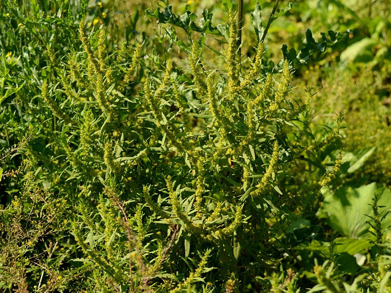 Rumex maritimus