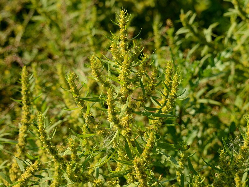 Rumex maritimus