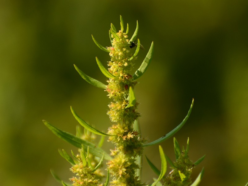 Rumex maritimus