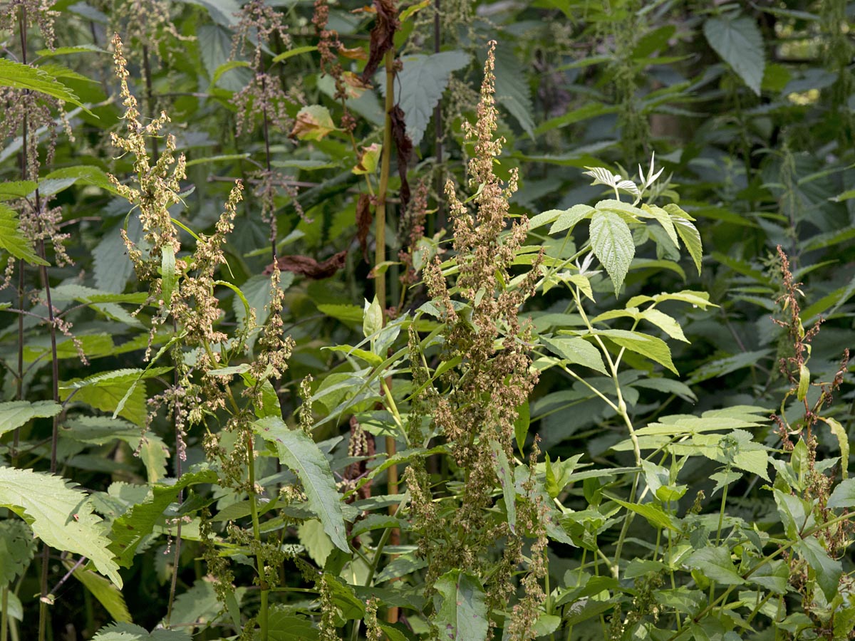 Rumex obtusifolius