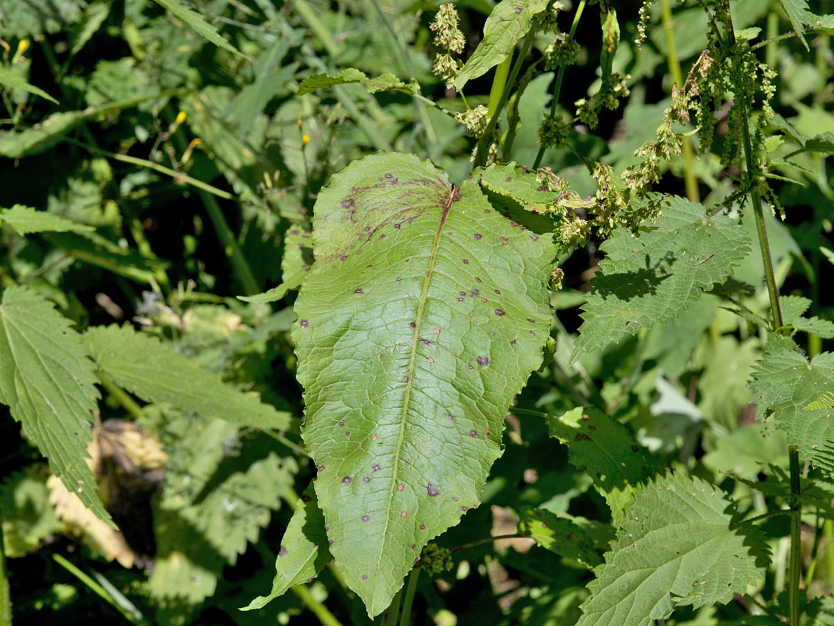 Rumex obtusifolius