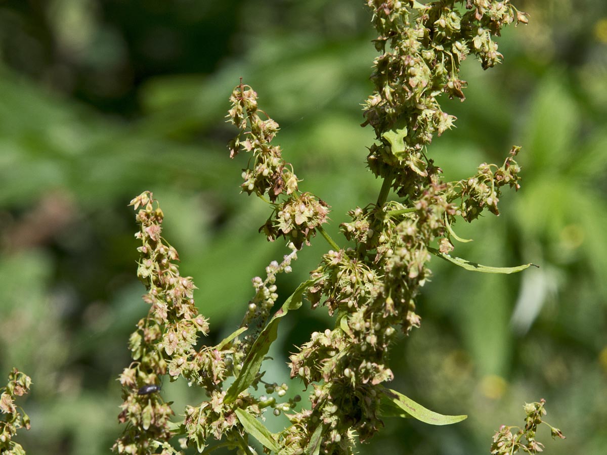 Rumex obtusifolius