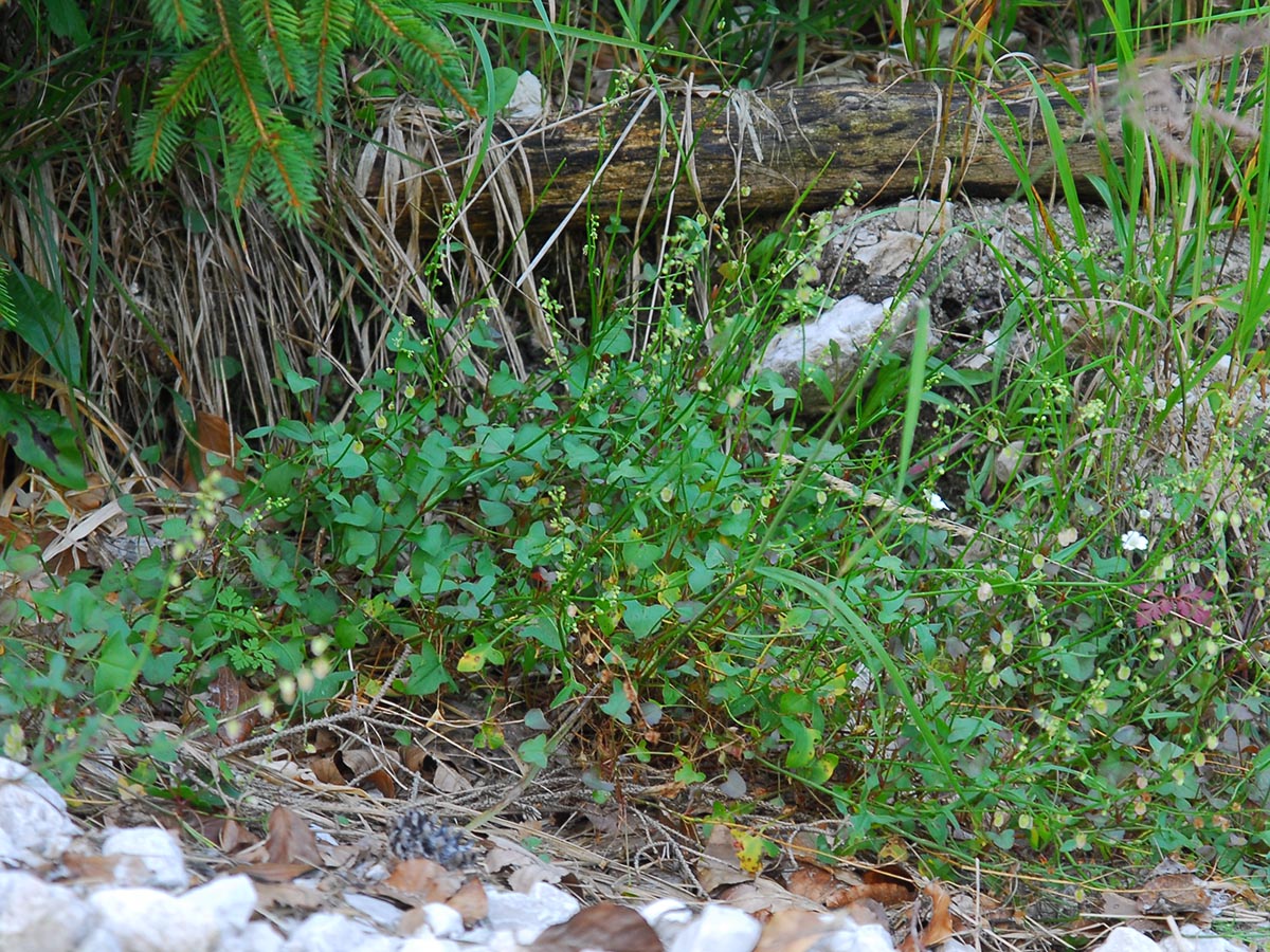 Rumex scutatus