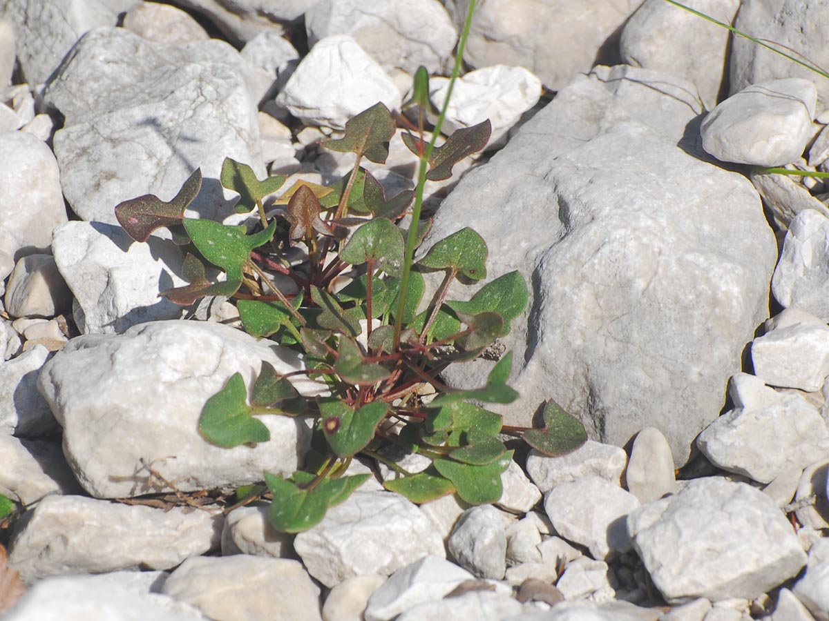 Rumex scutatus