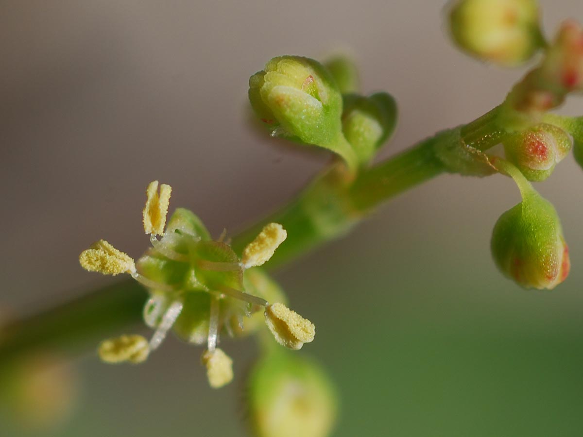 Rumex scutatus