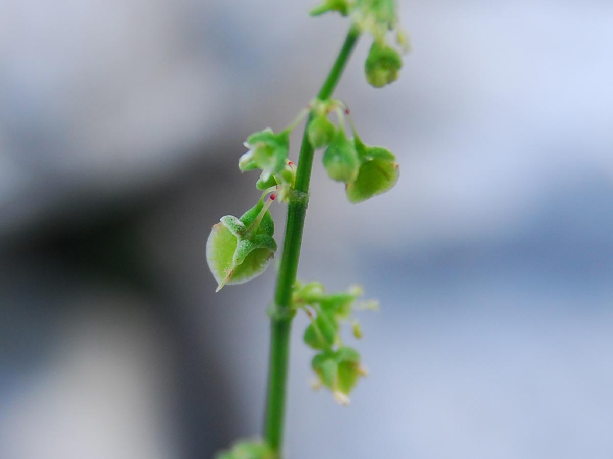 Rumex scutatus