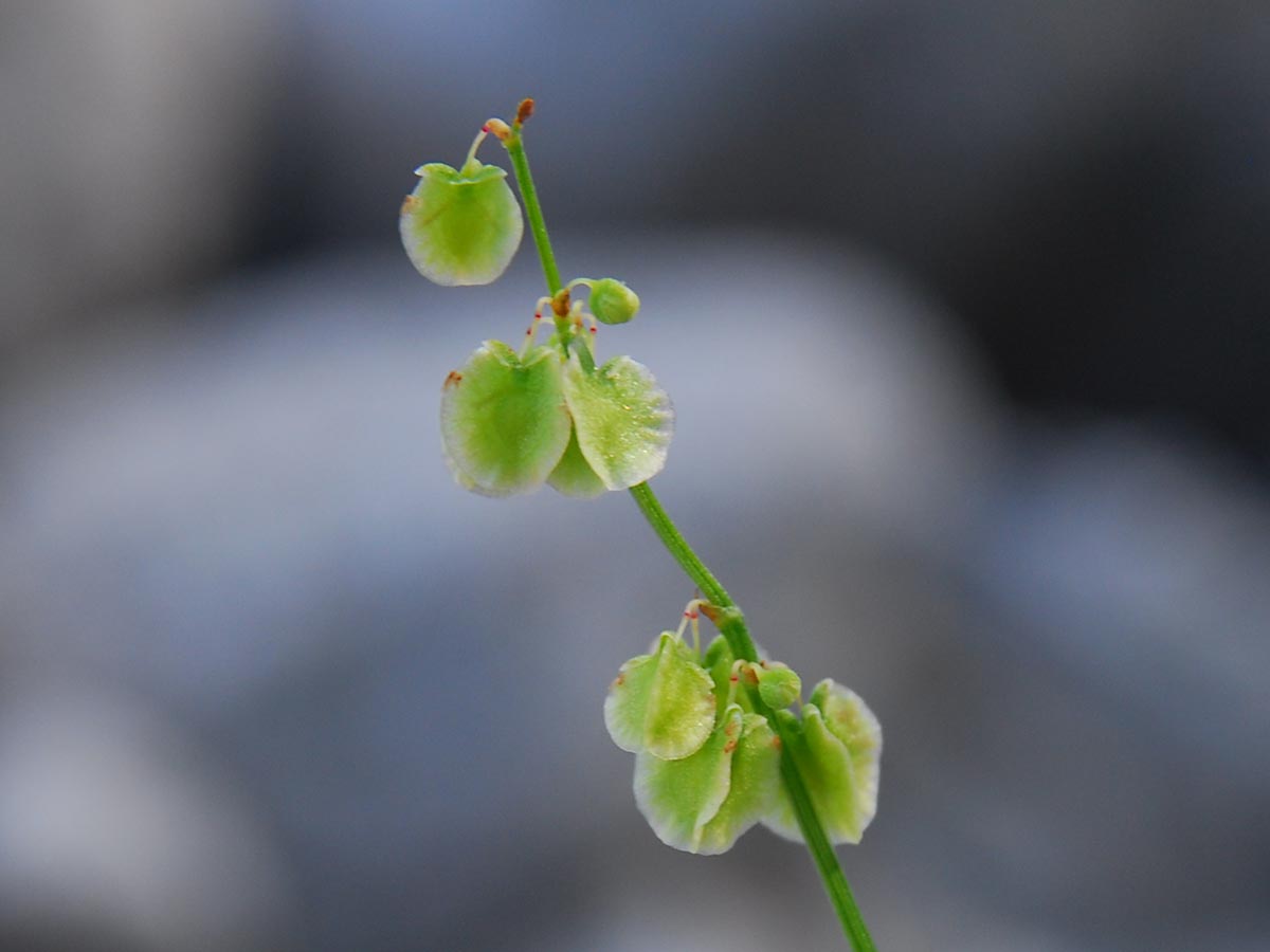 Rumex scutatus