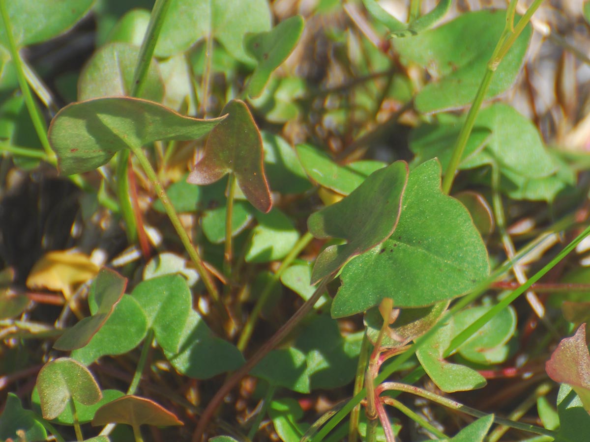 Rumex scutatus